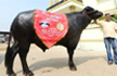 Rs. 9.25 crore celebrity Murrah bull Yuvraj stars at Jaipur